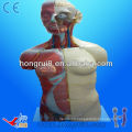 85CM(20parts) Anatomical Human anatomy Torso model Dual Sex
